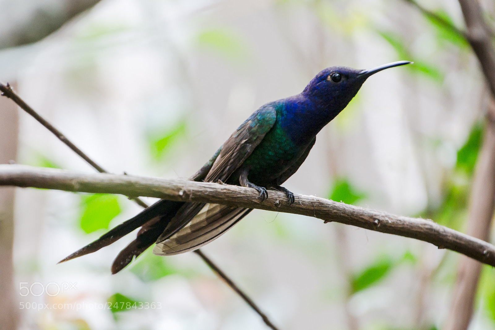 Nikon D3100 sample photo. Bird | foto ana francisconi photography