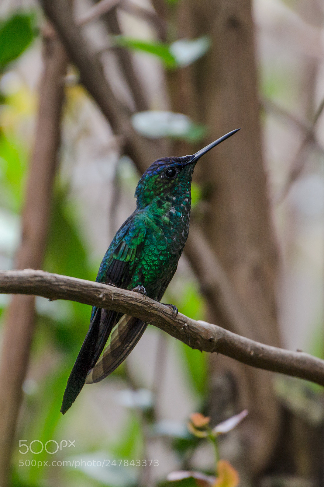 Nikon D3100 sample photo. Bird | foto ana francisconi photography