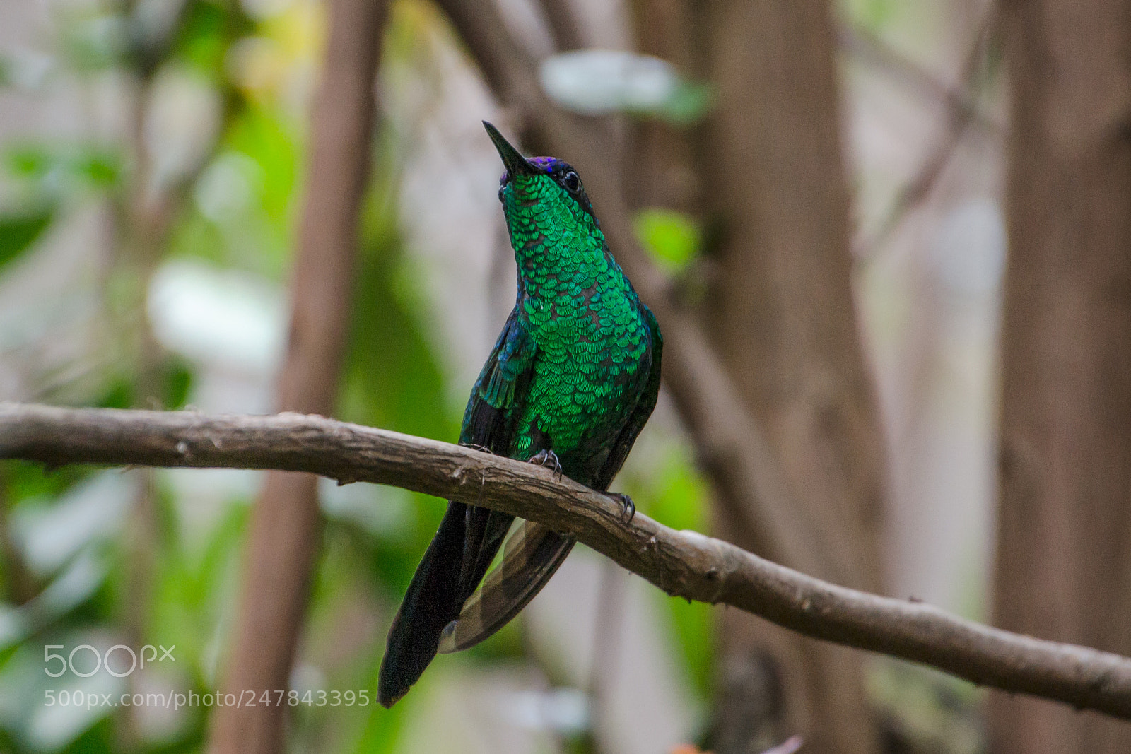 Nikon D3100 sample photo. Bird | foto ana francisconi photography