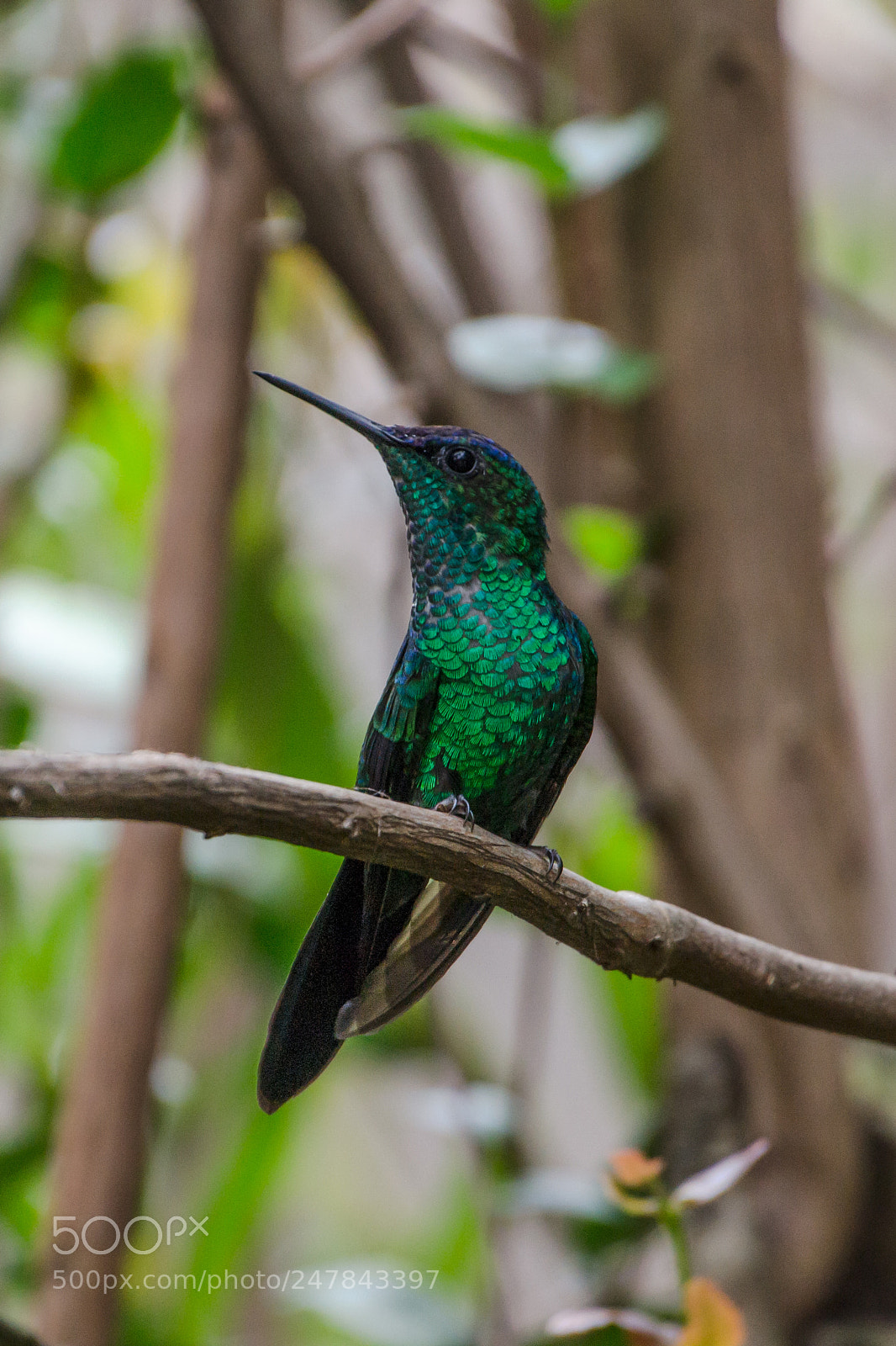 Nikon D3100 sample photo. Bird | foto ana francisconi photography
