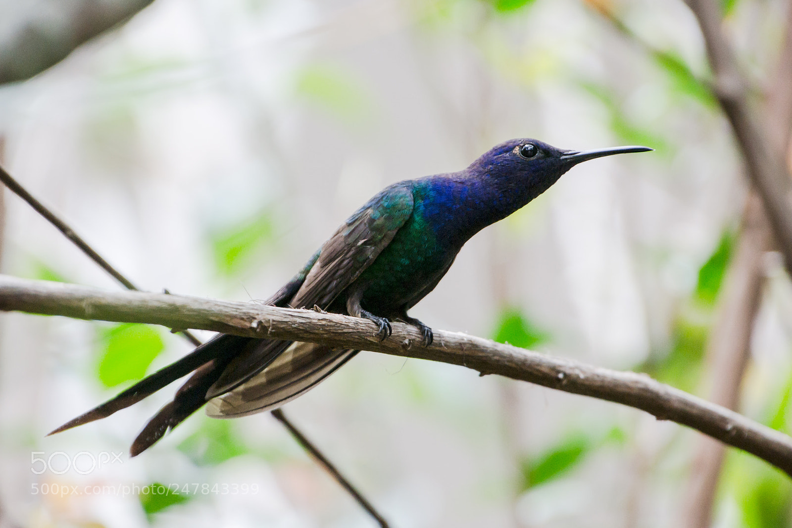 Nikon D3100 sample photo. Bird | foto ana francisconi photography