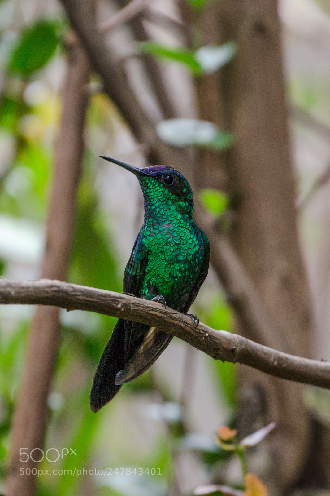 Nikon D3100 sample photo. Bird | foto ana francisconi photography