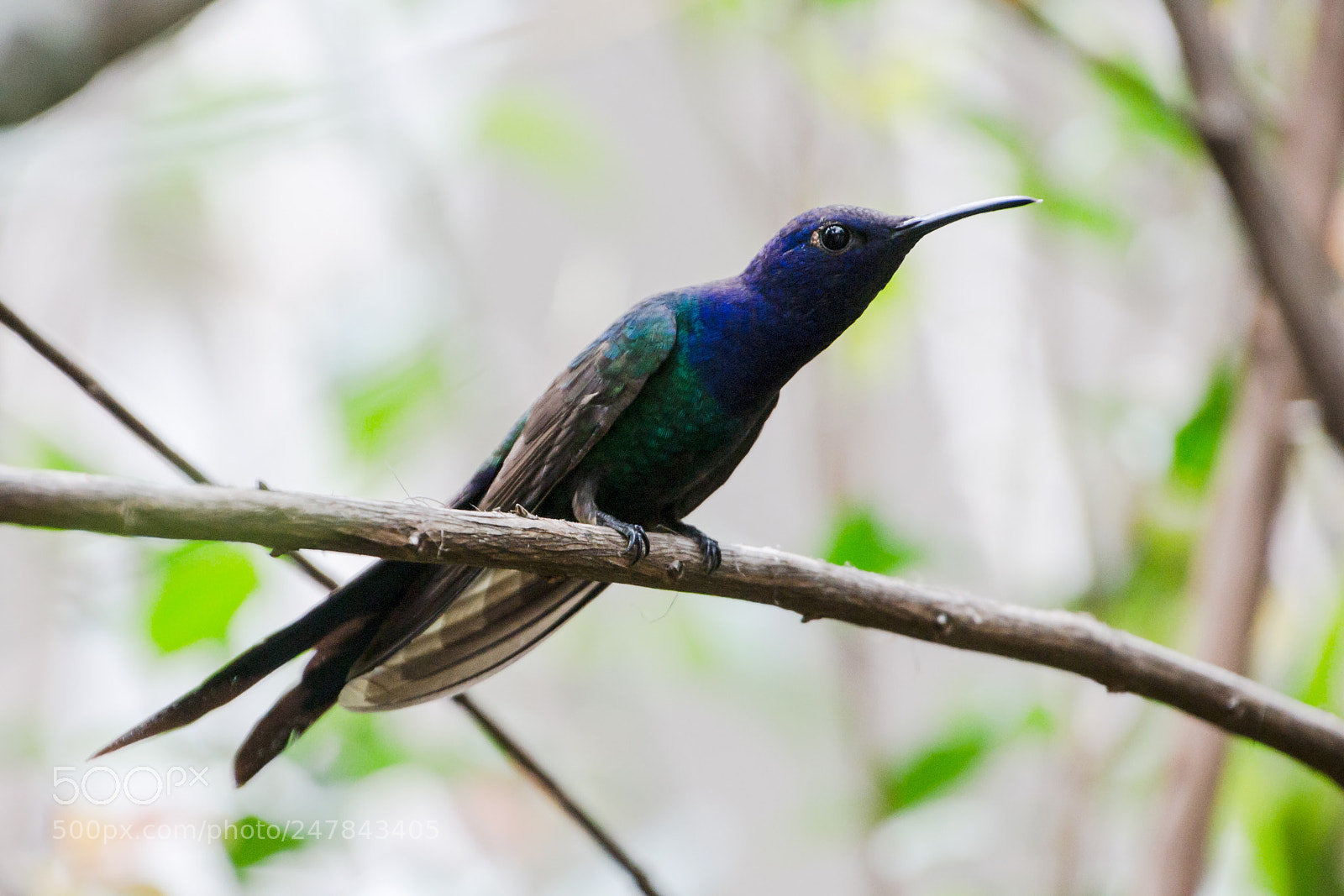 Nikon D3100 sample photo. Bird | foto ana francisconi photography
