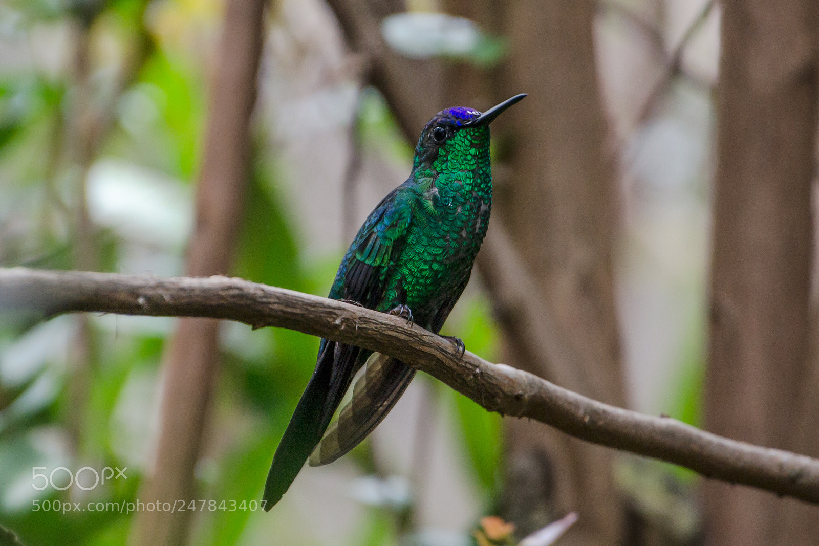 Nikon D3100 sample photo. Bird | foto ana francisconi photography