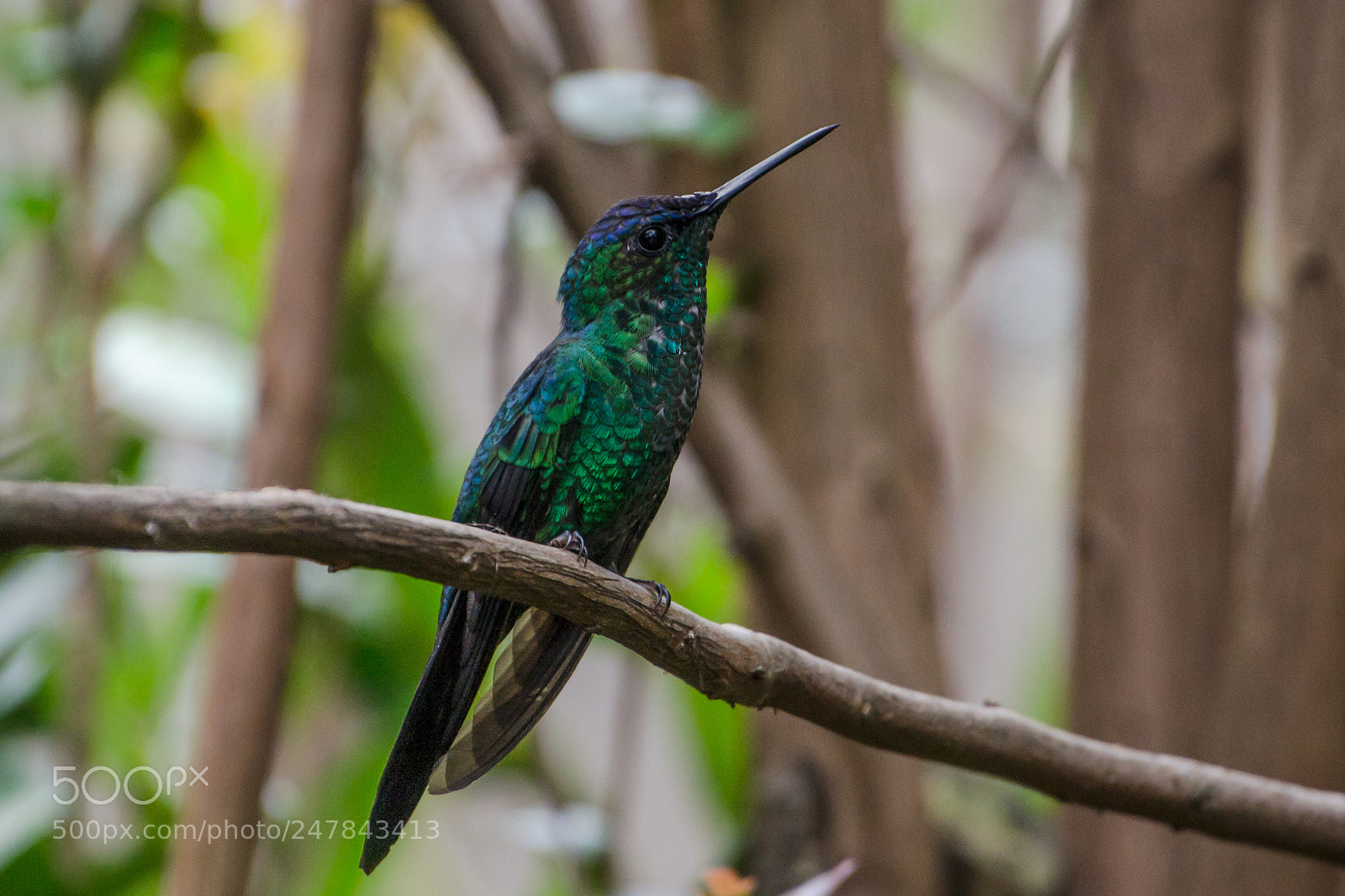 Nikon D3100 sample photo. Bird | foto ana francisconi photography