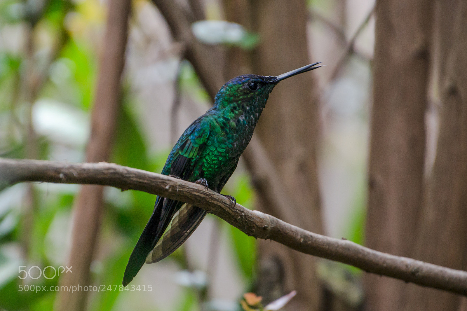 Nikon D3100 sample photo. Bird | foto ana francisconi photography