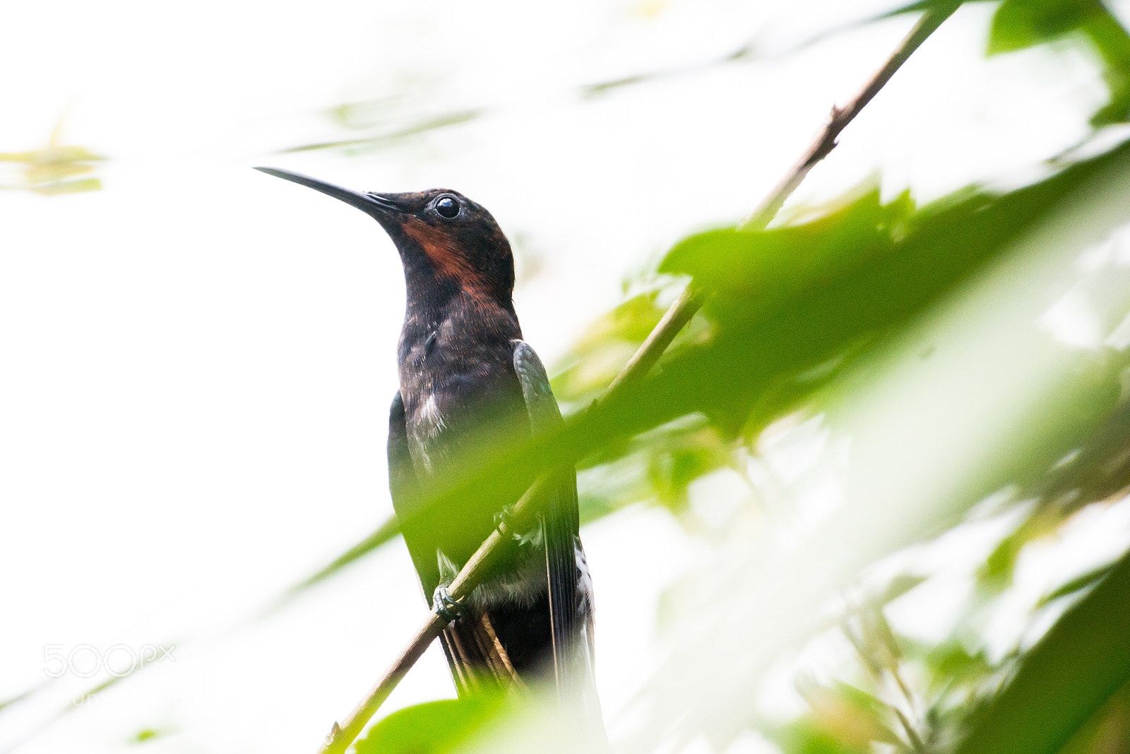 Nikon D3100 sample photo. Bird | foto ana francisconi photography