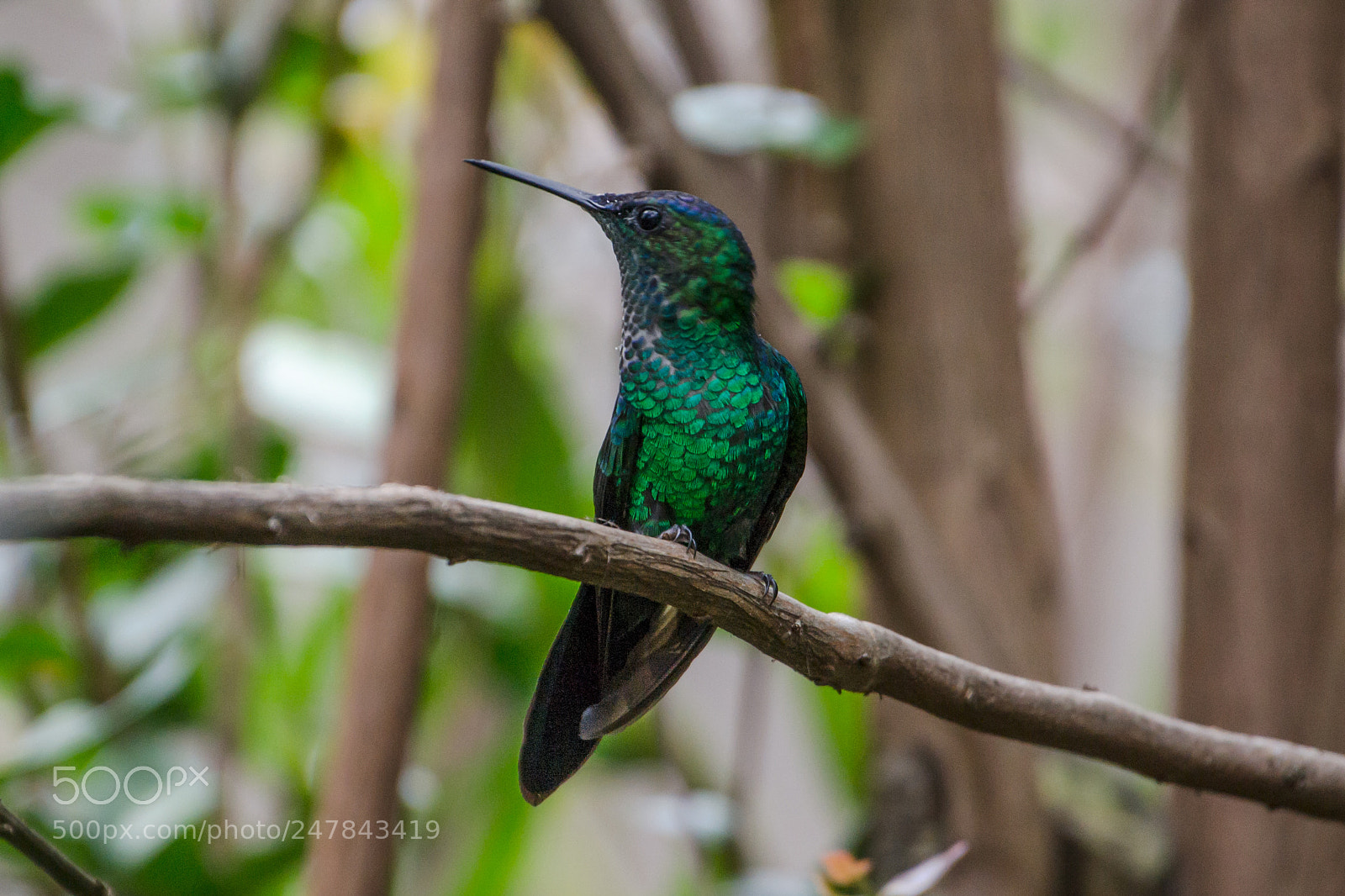 Nikon D3100 sample photo. Bird | foto ana francisconi photography