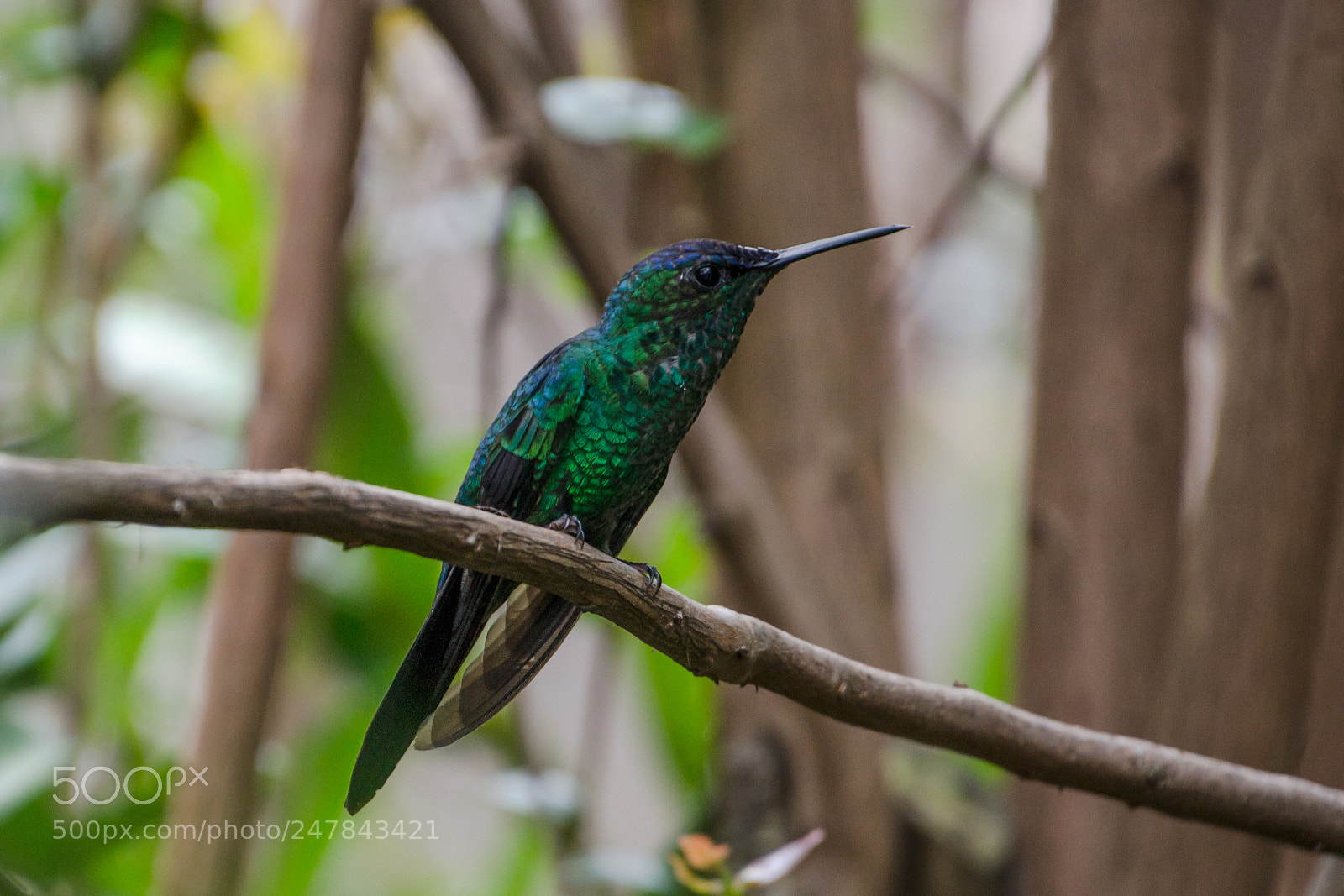 Nikon D3100 sample photo. Bird | foto ana francisconi photography