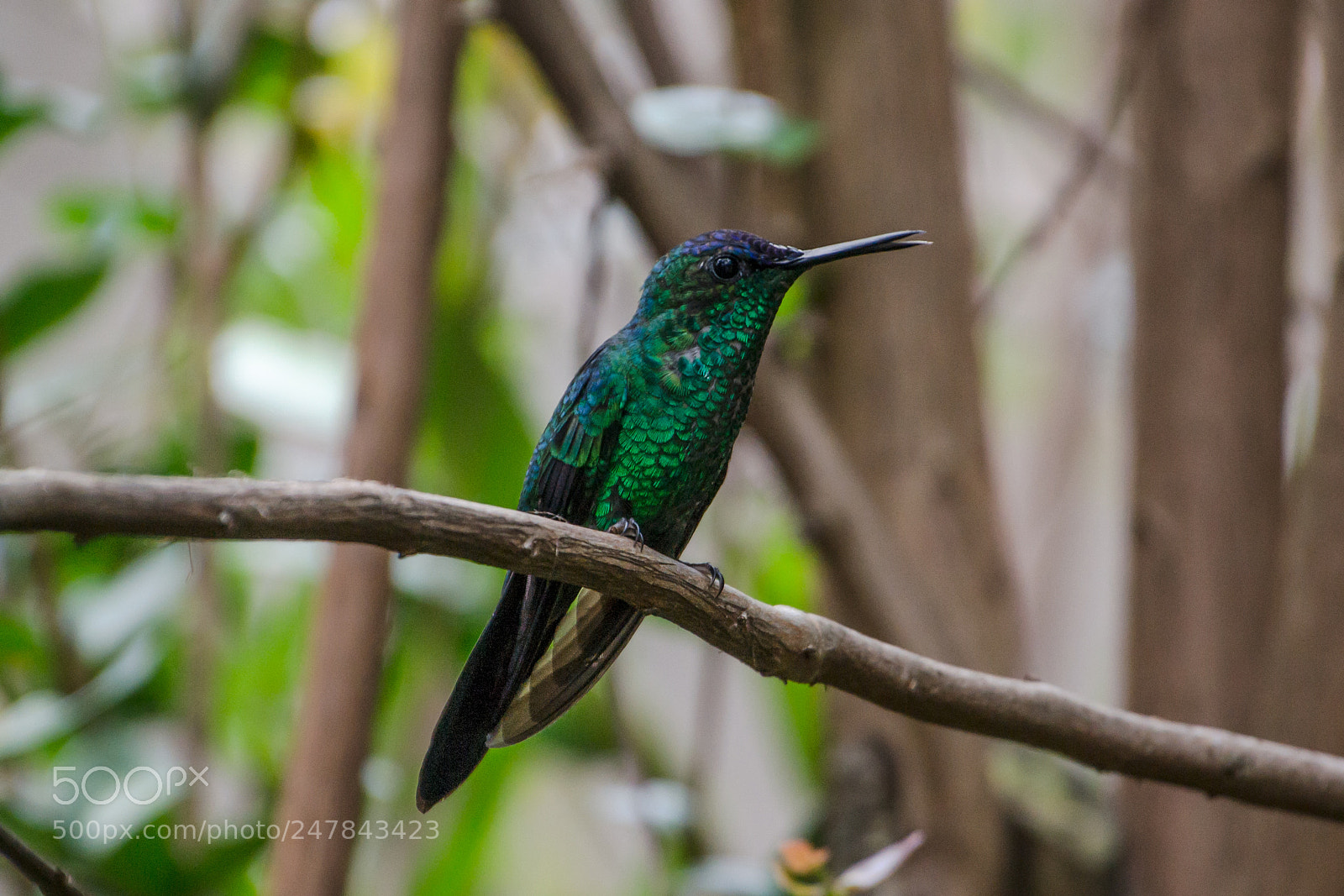 Nikon D3100 sample photo. Bird | foto ana francisconi photography