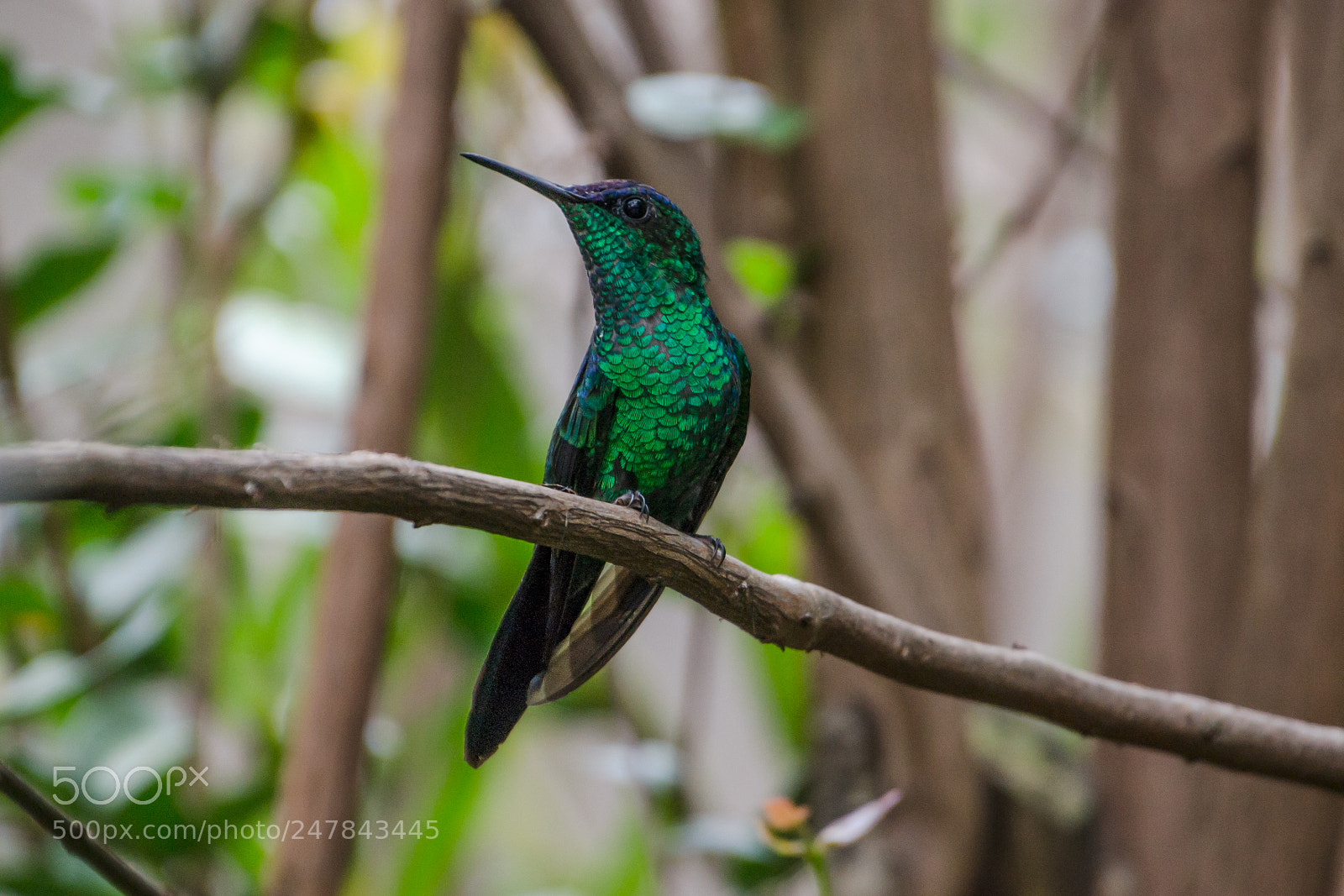Nikon D3100 sample photo. Bird | foto ana francisconi photography