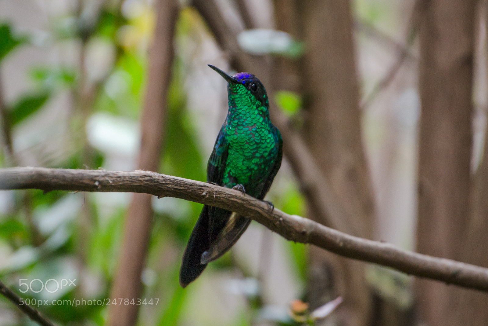 Nikon D3100 sample photo. Bird | foto ana francisconi photography