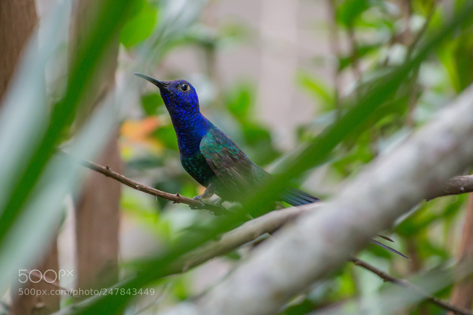 Nikon D3100 sample photo. Bird | foto ana francisconi photography