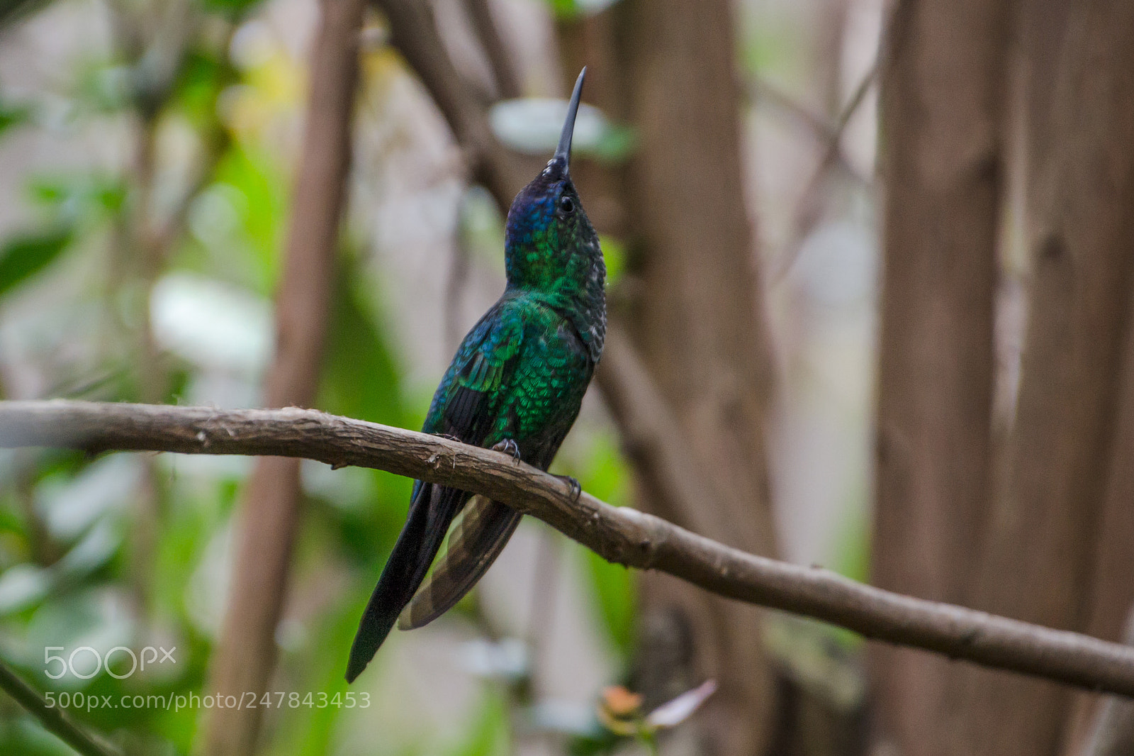 Nikon D3100 sample photo. Bird | foto ana francisconi photography