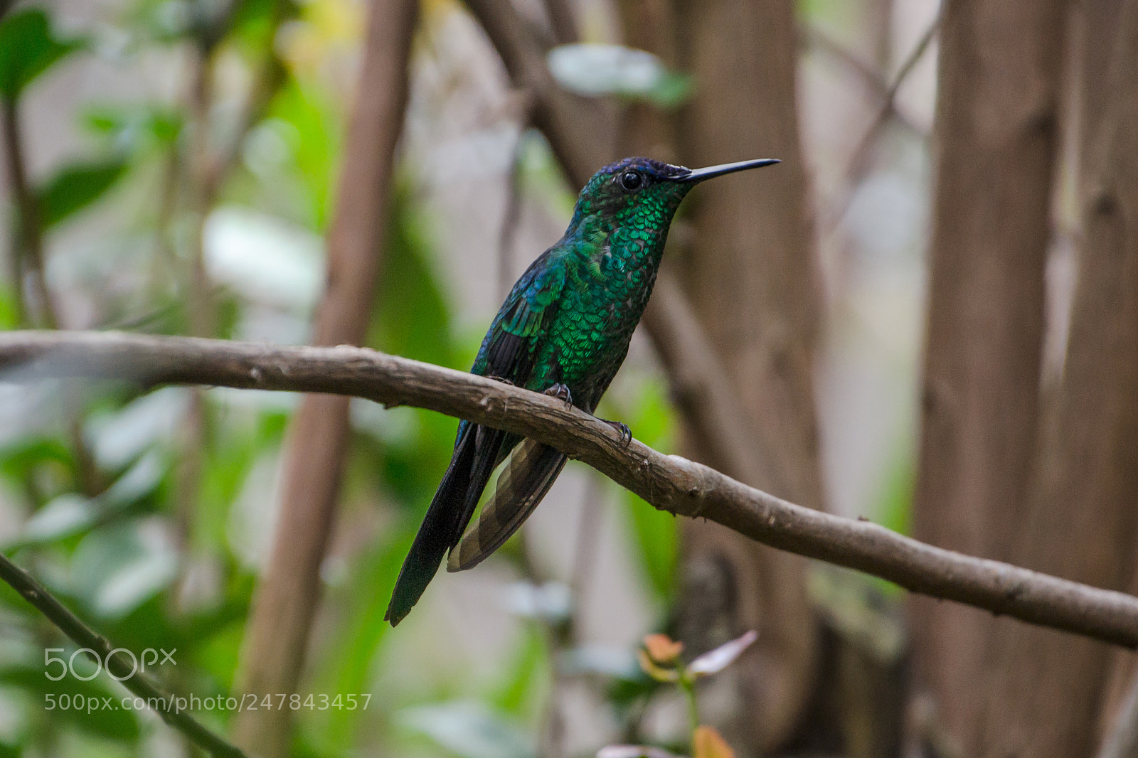 Nikon D3100 sample photo. Bird | foto ana francisconi photography