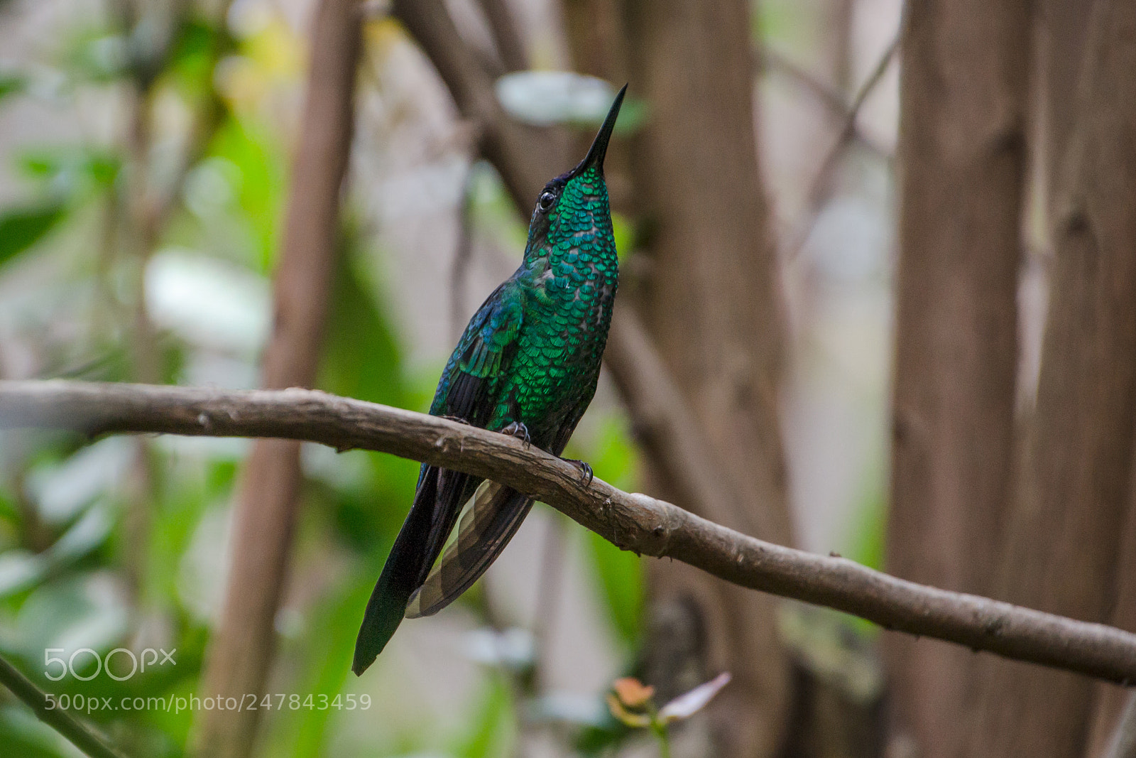 Nikon D3100 sample photo. Bird | foto ana francisconi photography