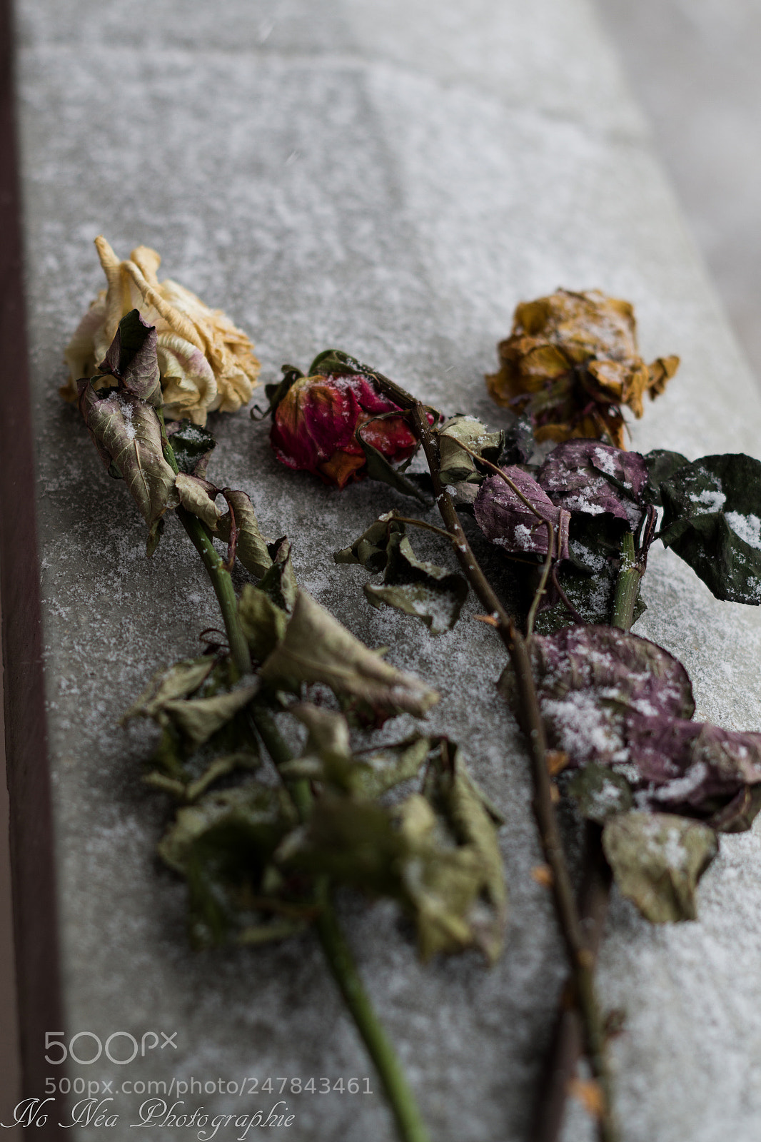 Pentax K-S2 sample photo. Snow rose photography