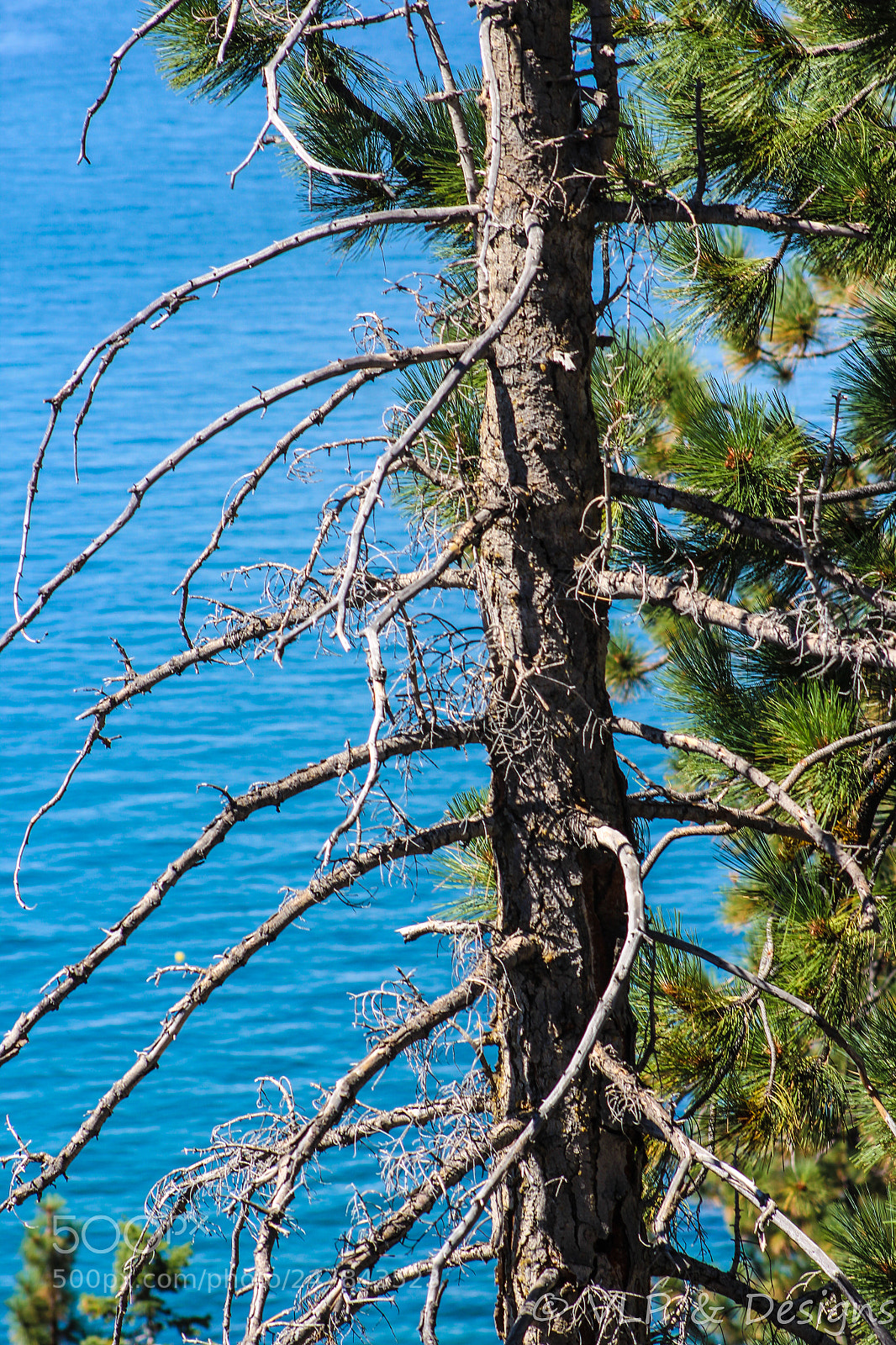 Canon EOS 1200D (EOS Rebel T5 / EOS Kiss X70 / EOS Hi) sample photo. Bare branches photography