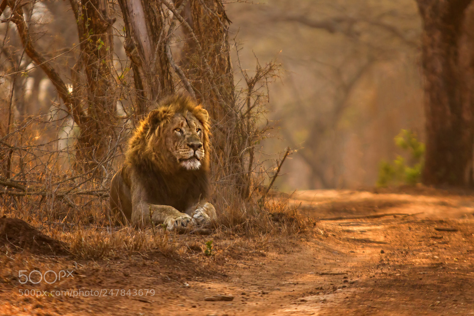 Canon EOS 7D sample photo. Lion road photography