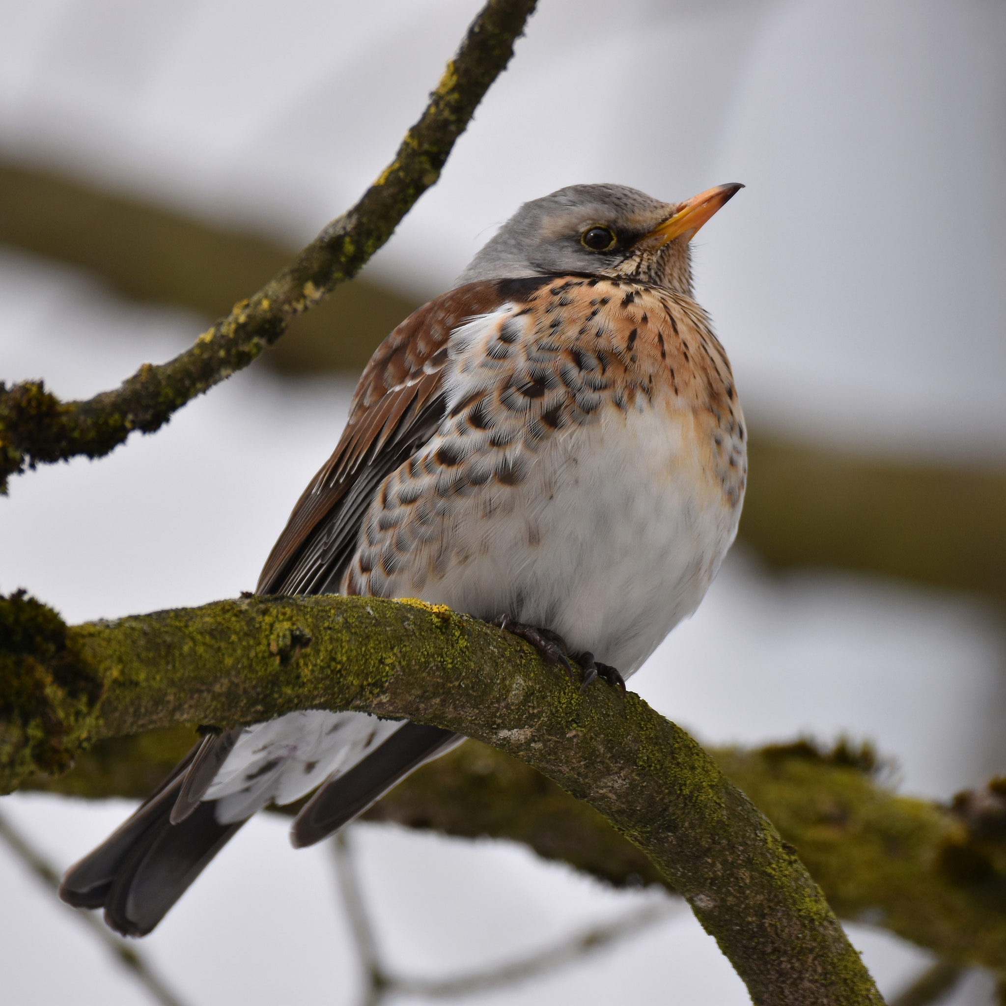 Sigma 150-600mm F5-6.3 DG OS HSM | C sample photo. Juniper thrush - wacholderdrossel photography
