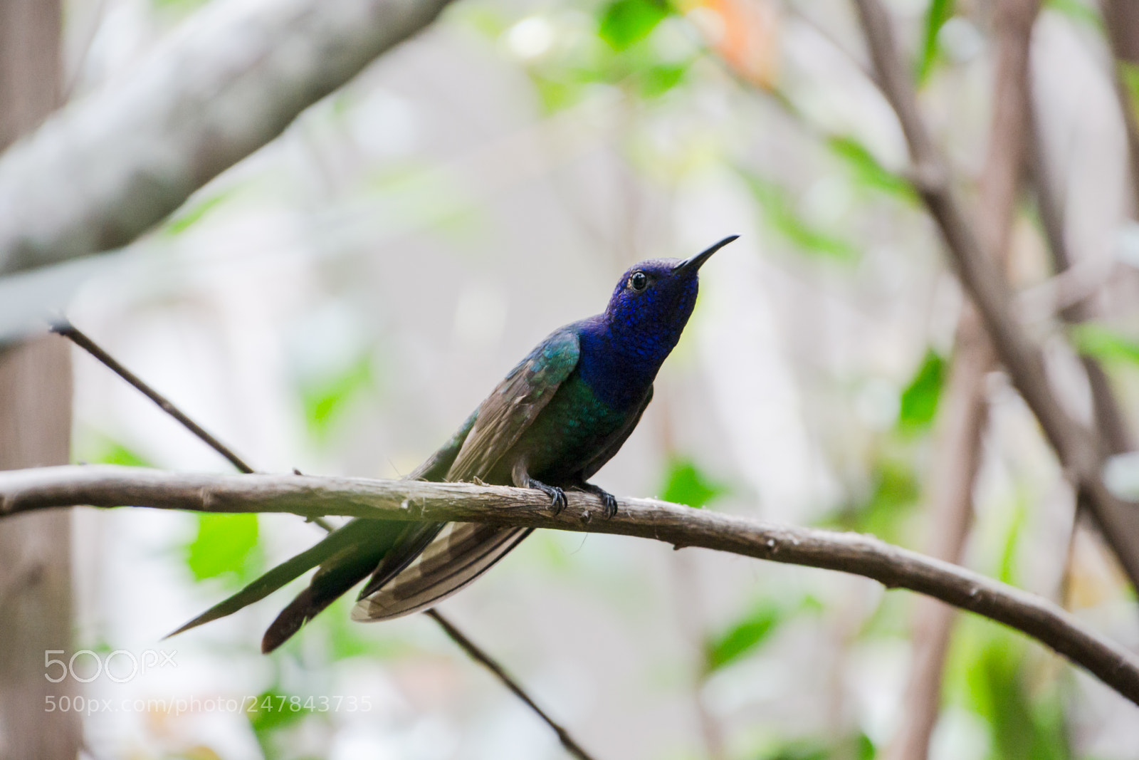 Nikon D3100 sample photo. Bird | foto ana francisconi photography