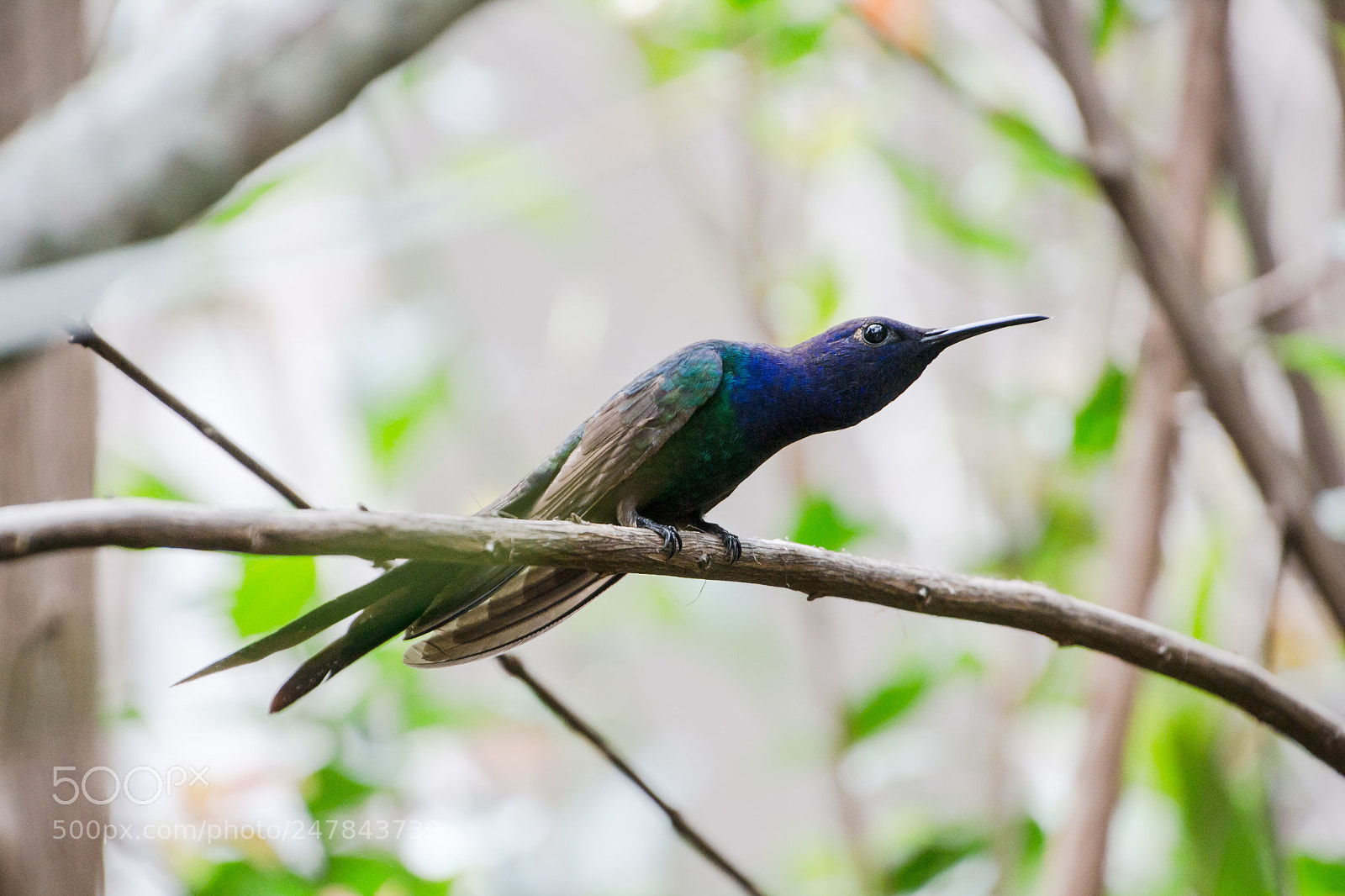 Nikon D3100 sample photo. Bird | foto ana francisconi photography