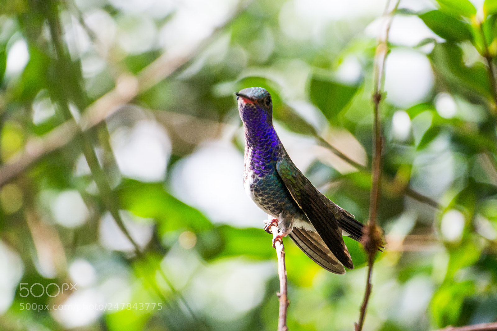Nikon D3100 sample photo. Bird | foto ana francisconi photography