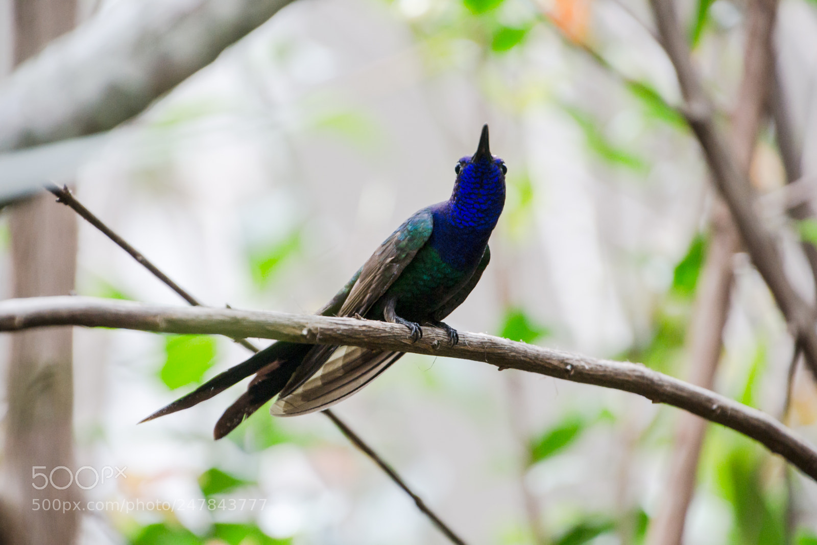 Nikon D3100 sample photo. Bird | foto ana francisconi photography