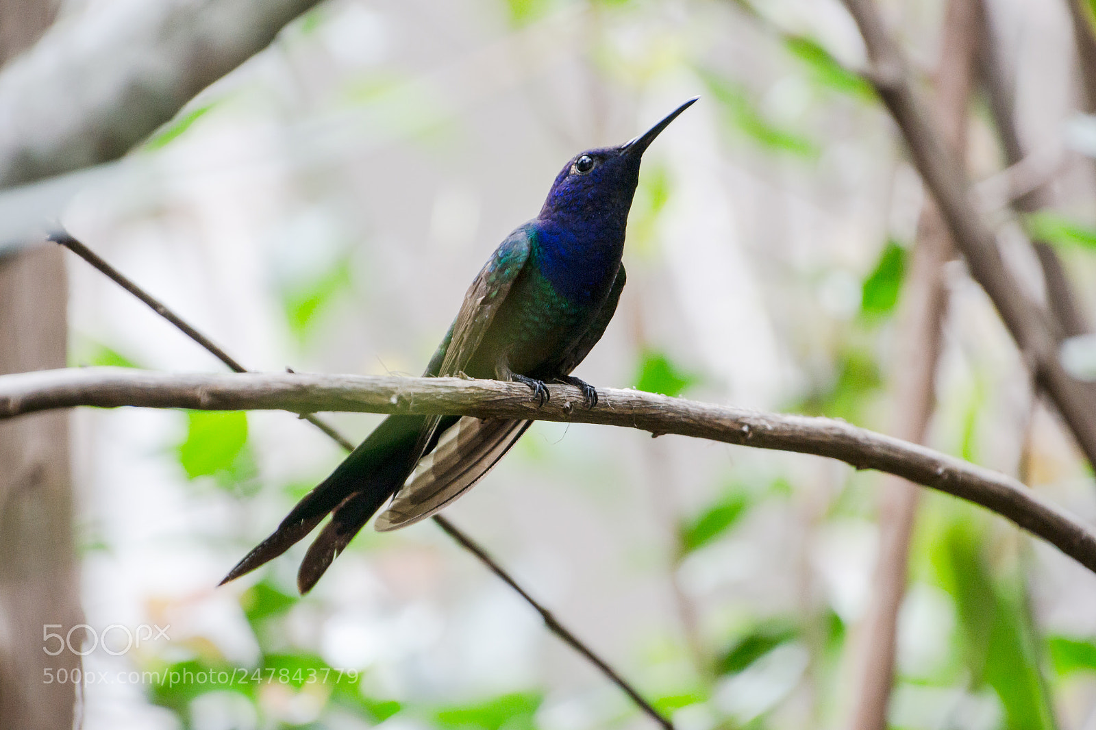 Nikon D3100 sample photo. Bird | foto ana francisconi photography