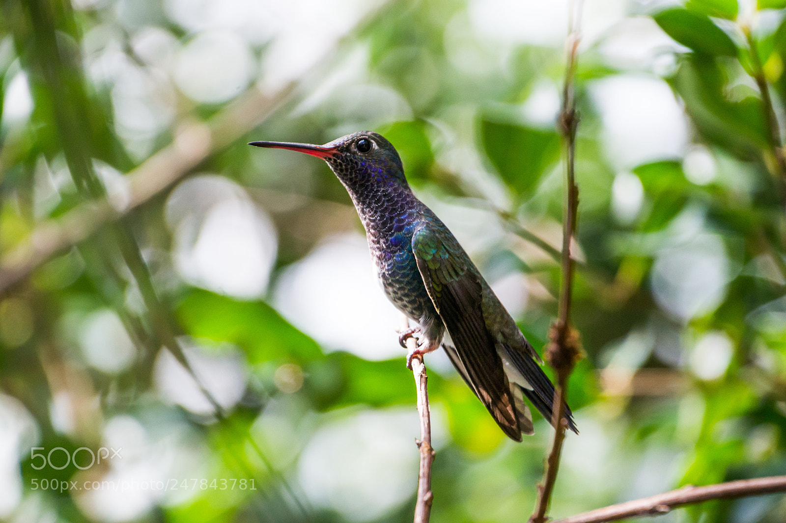 Nikon D3100 sample photo. Bird | foto ana francisconi photography