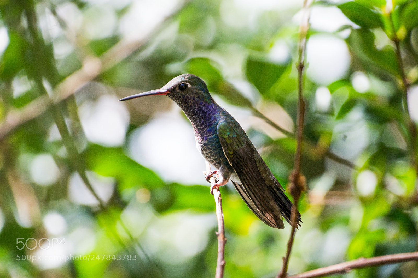 Nikon D3100 sample photo. Bird | foto ana francisconi photography