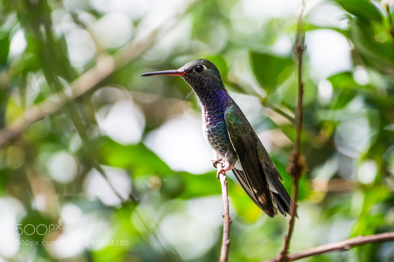Nikon D3100 sample photo. Bird | foto ana francisconi photography
