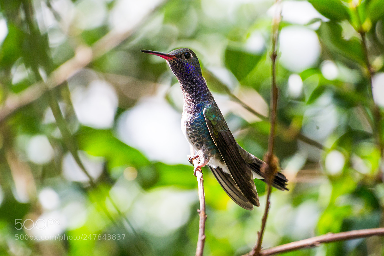 Nikon D3100 sample photo. Bird | foto ana francisconi photography
