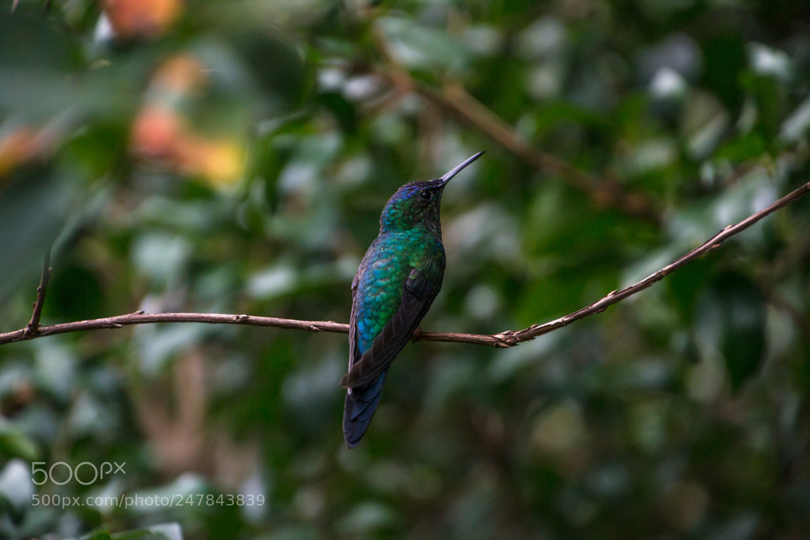 Nikon D3100 sample photo. Bird | foto ana francisconi photography