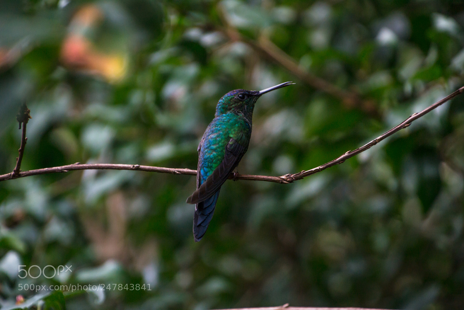 Nikon D3100 sample photo. Bird | foto ana francisconi photography