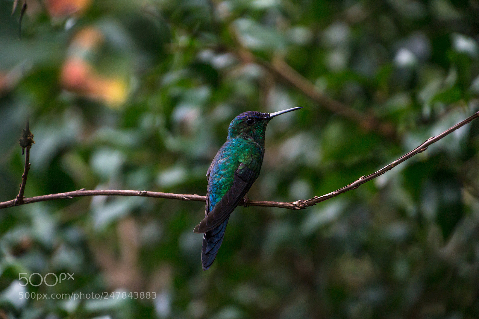 Nikon D3100 sample photo. Bird | foto ana francisconi photography