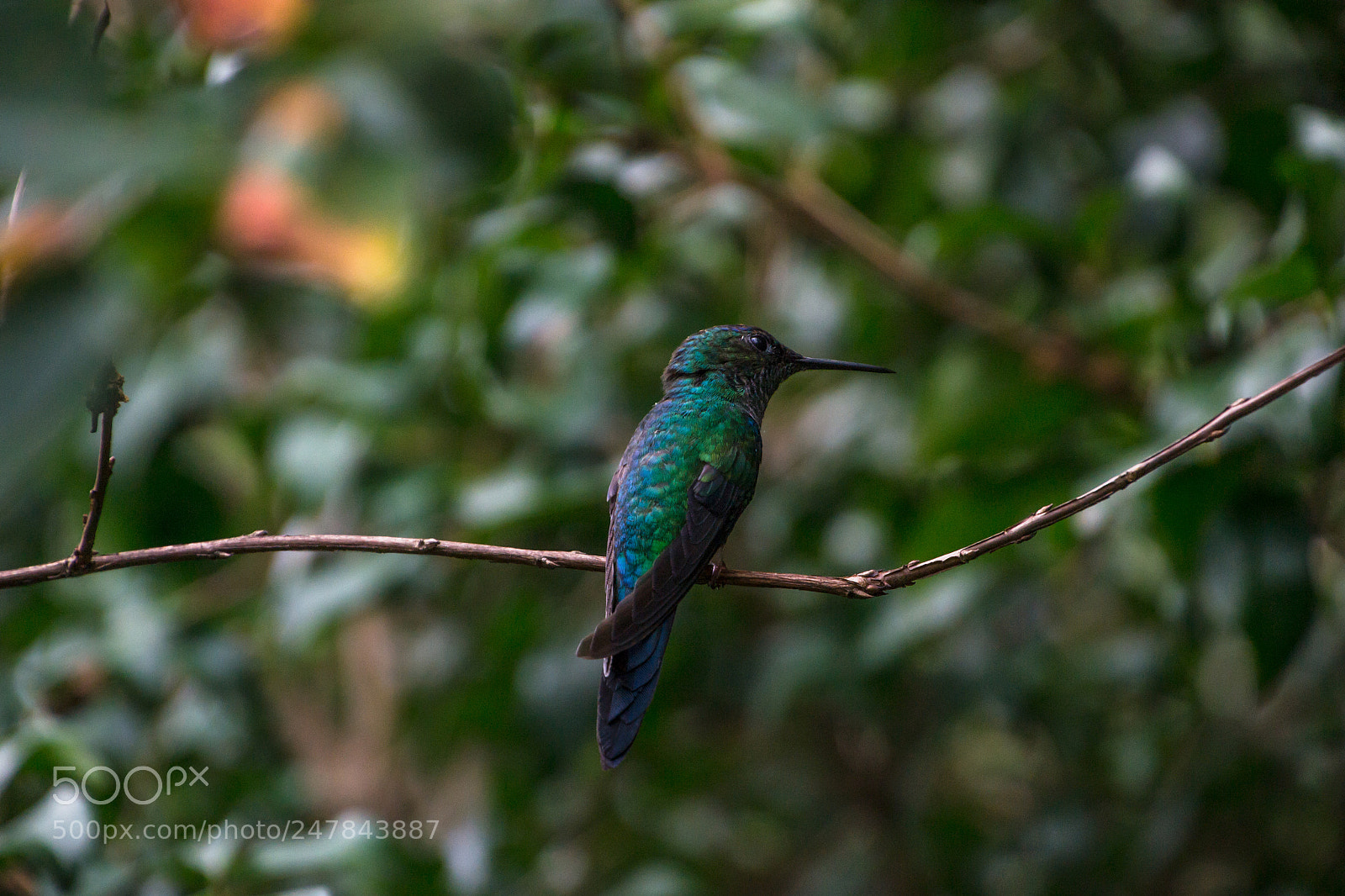 Nikon D3100 sample photo. Bird | foto ana francisconi photography