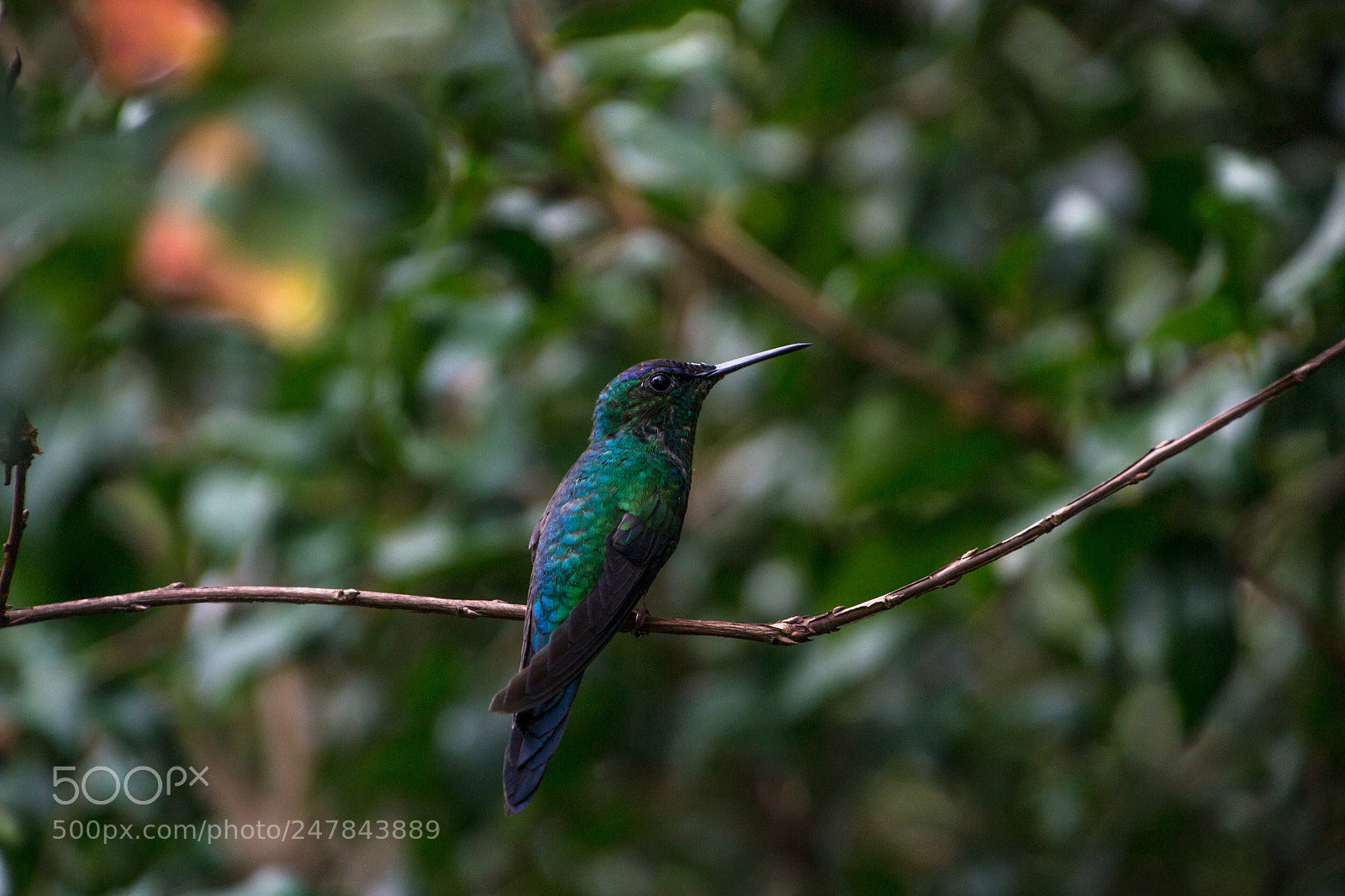 Nikon D3100 sample photo. Bird | foto ana francisconi photography