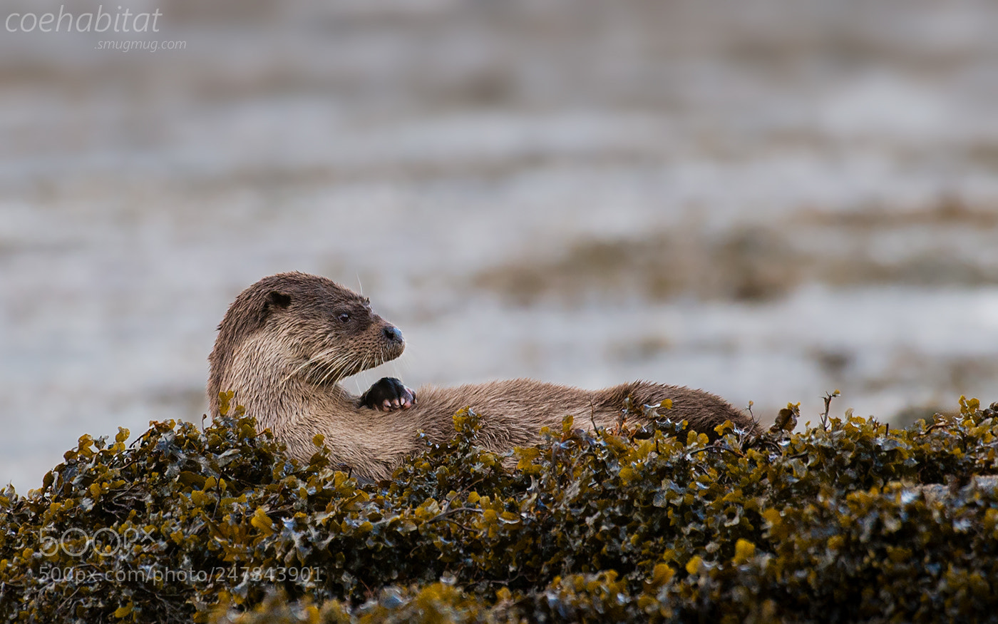 Nikon D800 sample photo. Relaxing otter photography