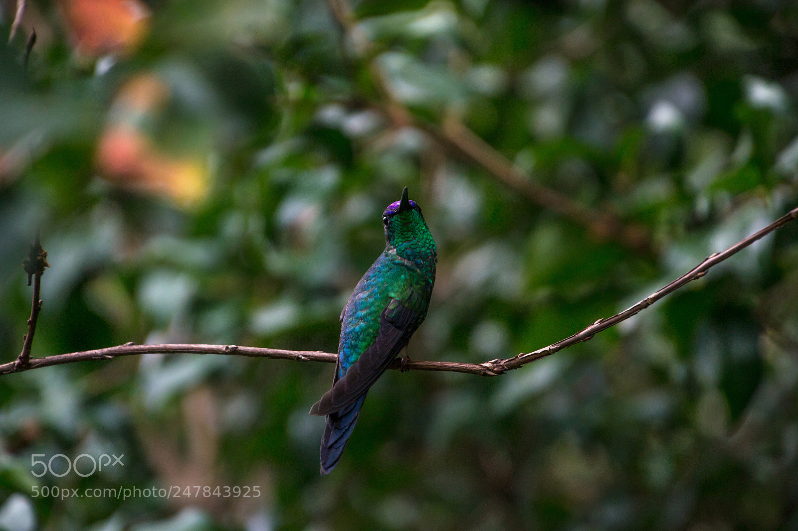 Nikon D3100 sample photo. Bird | foto ana francisconi photography