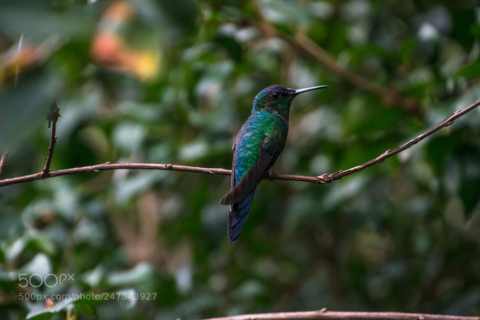 Nikon D3100 sample photo. Bird | foto ana francisconi photography