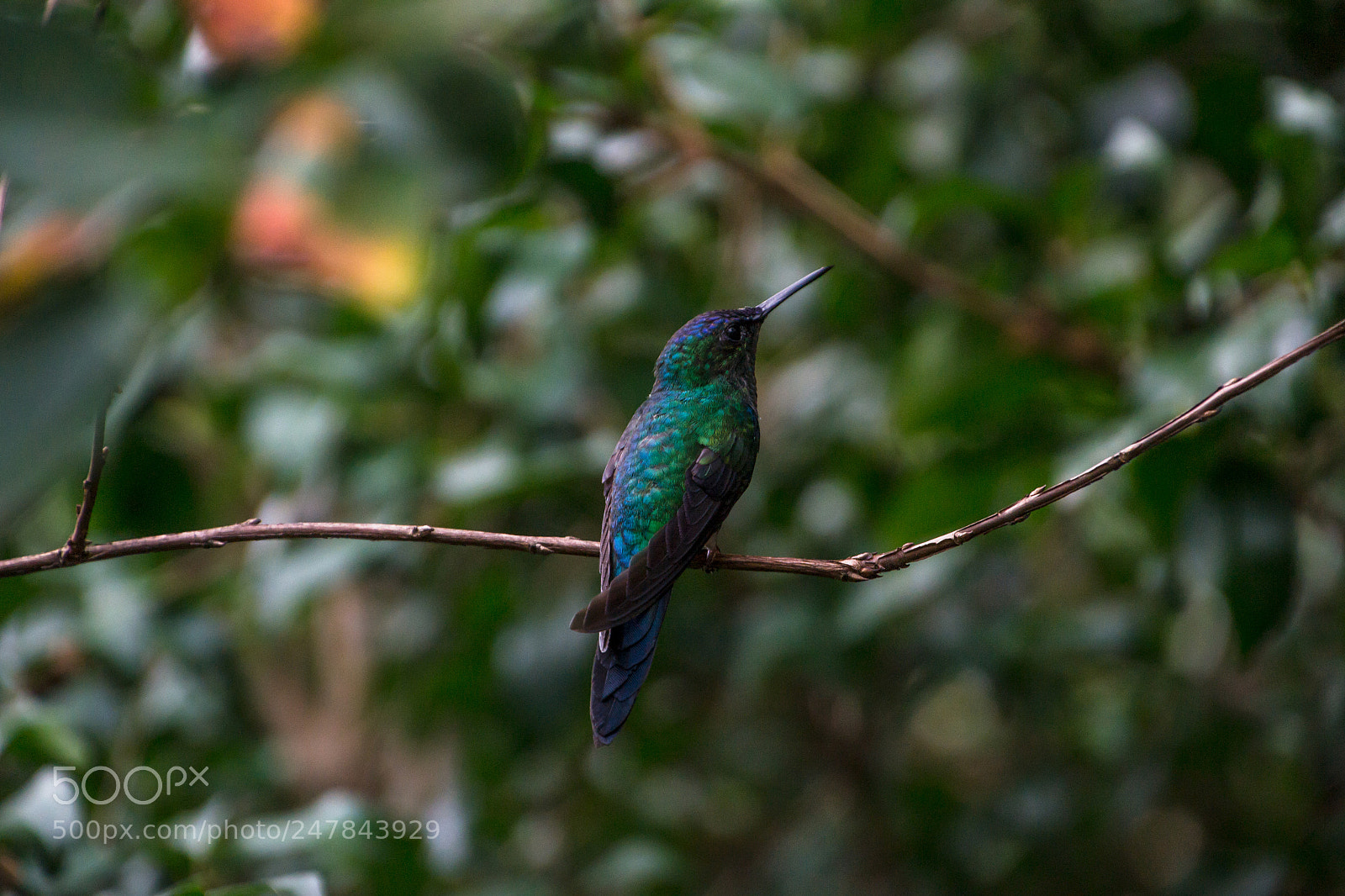 Nikon D3100 sample photo. Bird | foto ana francisconi photography