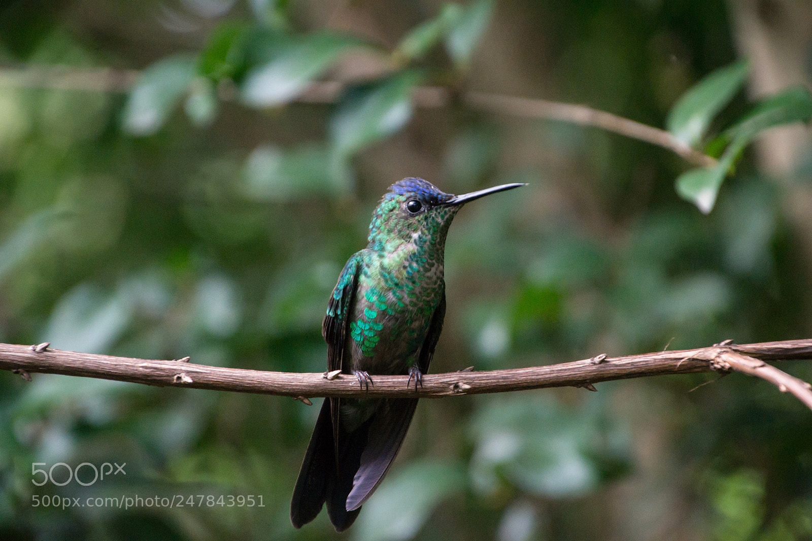 Nikon D3100 sample photo. Bird | foto ana francisconi photography
