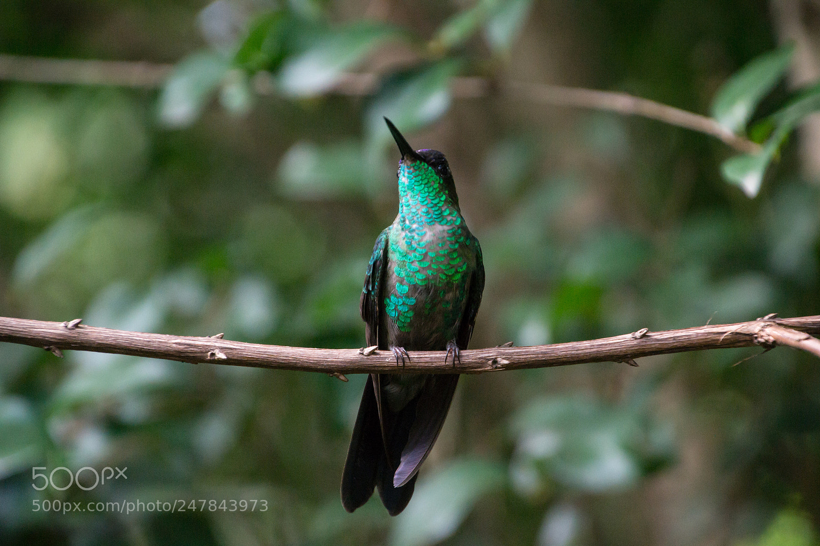 Nikon D3100 sample photo. Bird | foto ana francisconi photography