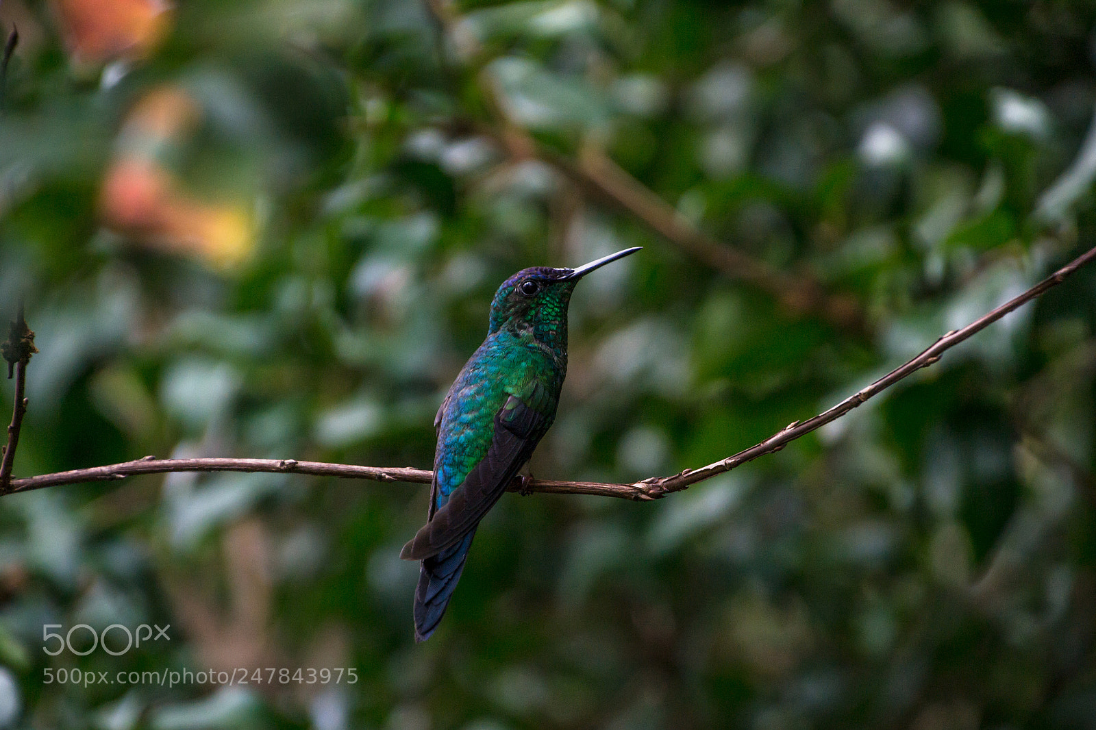 Nikon D3100 sample photo. Bird | foto ana francisconi photography