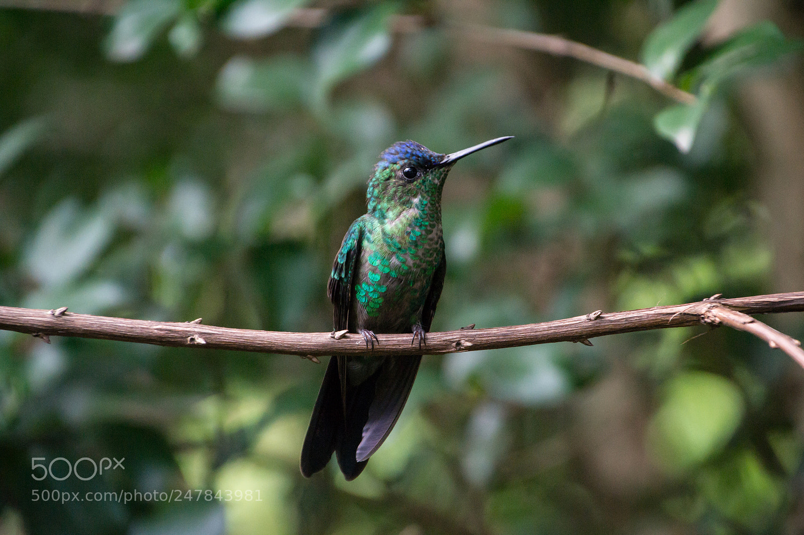 Nikon D3100 sample photo. Bird | foto ana francisconi photography