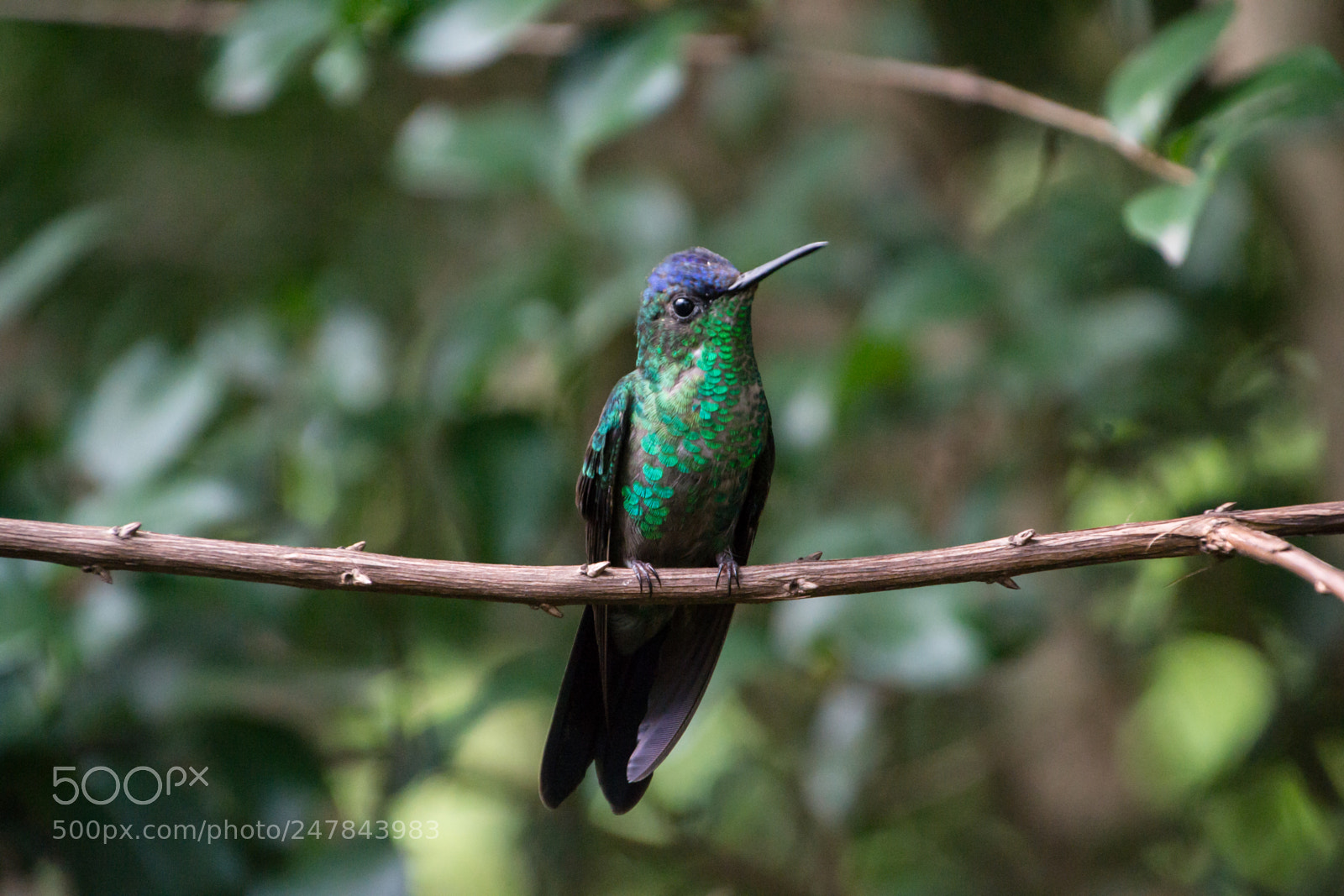 Nikon D3100 sample photo. Bird | foto ana francisconi photography