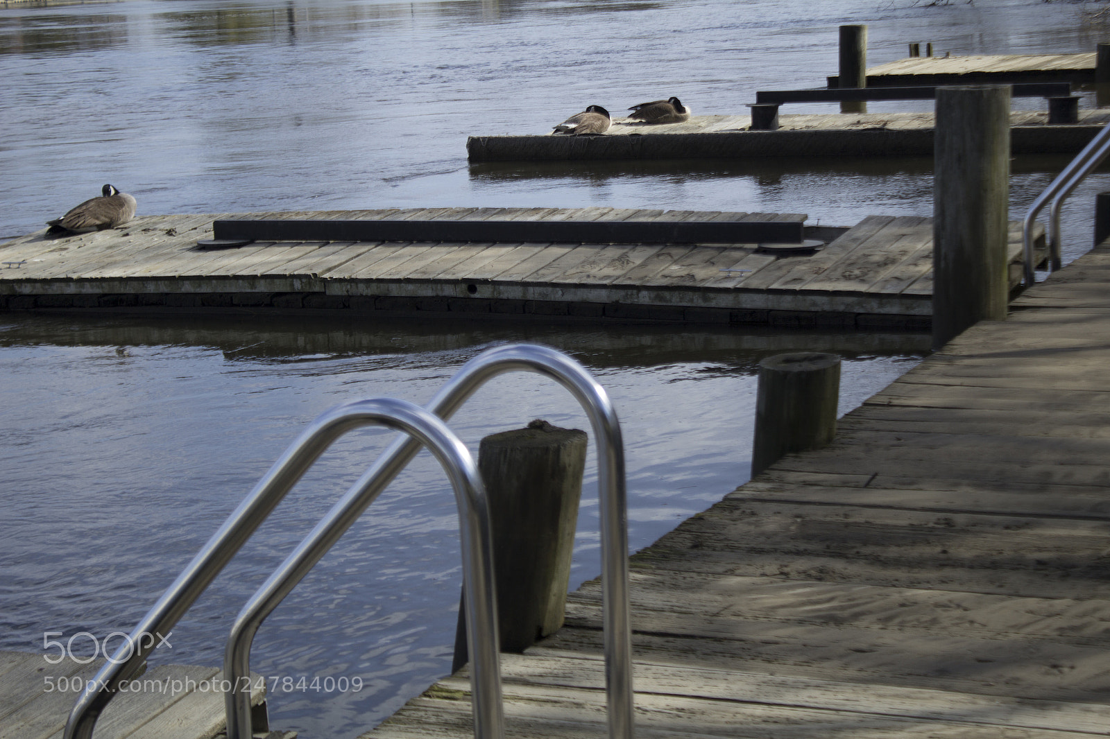 Canon EOS 1200D (EOS Rebel T5 / EOS Kiss X70 / EOS Hi) sample photo. Napping on the dock photography