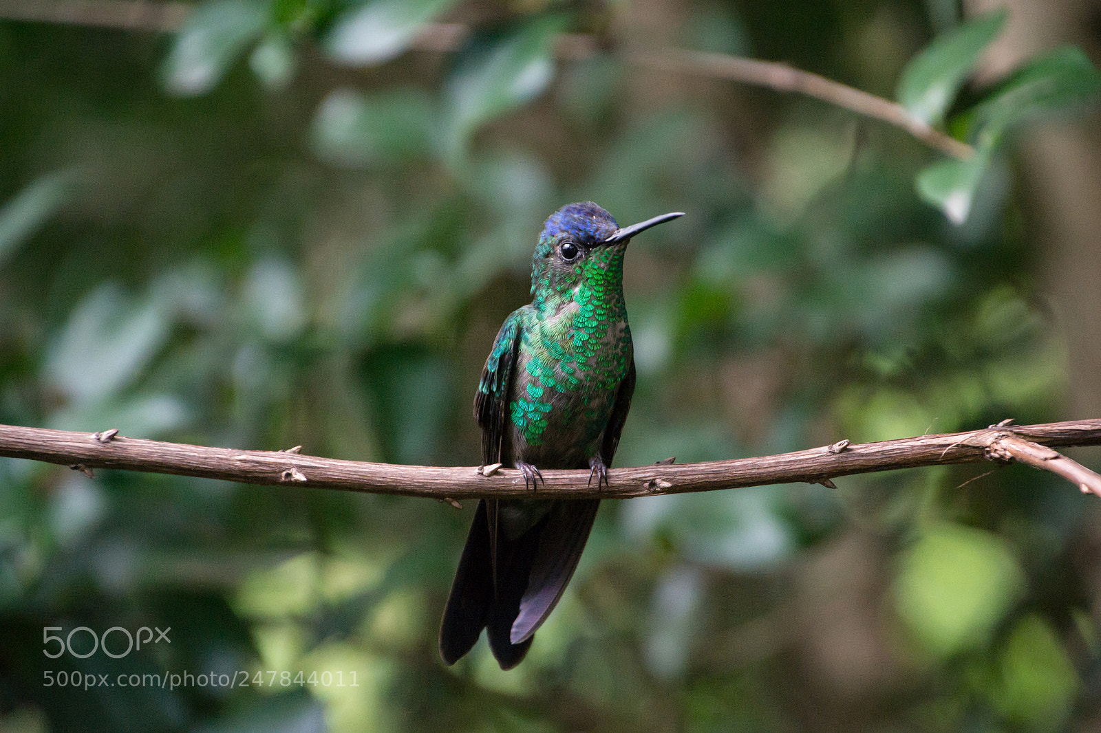 Nikon D3100 sample photo. Bird | foto ana francisconi photography