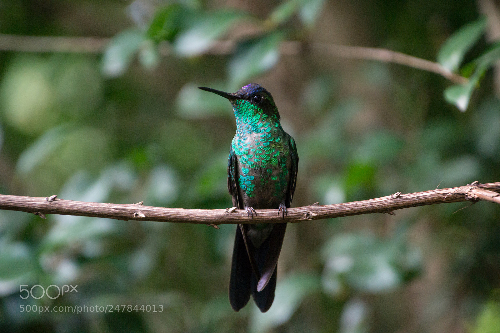 Nikon D3100 sample photo. Bird | foto ana francisconi photography